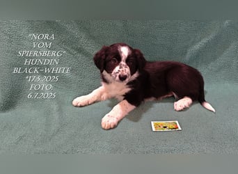 Border Collie-Welpen , black-,choco-,red-white und red-,black-merle
