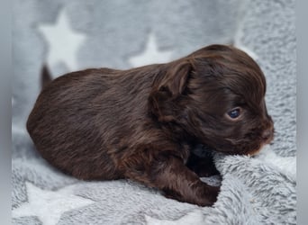 Bezaubernde Welpen aus Bolonka Zwetna und Pomeranian (Zwergspitz)