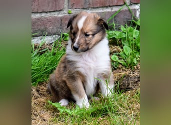 Colliewelpen aus über 40Jahren Zucht