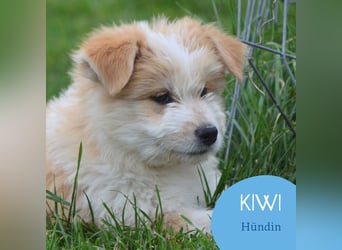 Kleiner Kiwi sucht sein Zuhause