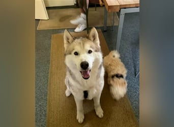 Alaskan Malamute oder Husky(?) sucht liebevolles und aktives Zuhause