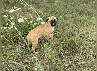 Chip 245944: Hundekind sucht ein Zuhause