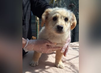 ⭐️MARTA⭐️, Hündin, 3 Monate, 23 cm, Mischling, Tierschutz