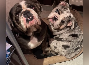 Willi u.Agnes, English Englische Bulldogge, reinrassig, Papiere, Ahnentafel, Gesundheitszeugnis lieb