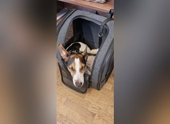 Reinrassiger Jack Russell Terrier