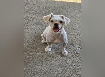 FIGARO - ein fröhlicher Zwerg sucht Zuhause oder Pflegestelle!