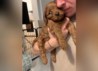 Bezaubernde Cavapoo-Welpen suchen ein liebevolles Zuhause