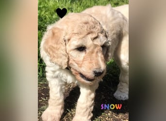 Goldendoodle & Labradoodle Labrador+Golden+Retriever+Pudel Welpen