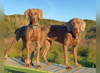 Draco (Spanien) – liebevoller Kämpfer sucht seine Familie
