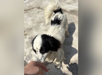 Oreo - freundlich und neugierig