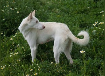 Mykeme (Spanien) - zarte Podenco-Mischlingshündin