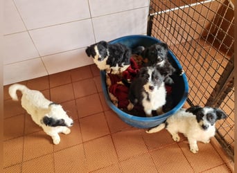 Neugieriger EDISON ist verspielt und liebt kuscheln