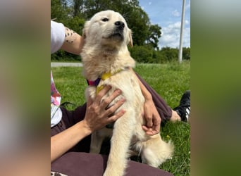 Cindy ❤️ verschmuste Hündin sucht Liebe