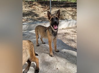 Malinois Mädchen LILO (Juni 2024) sucht eine Familie!