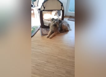 Liebenswerte Wuschelhündin sucht ein Zuhause