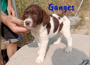 Ganges geb. 03/2025 (ESP) - zuckersüßer Labrador-Mix Welpe!