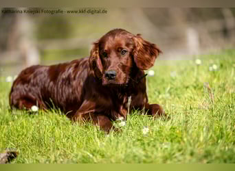 Wunderschöne Irish-Setter-Rüden