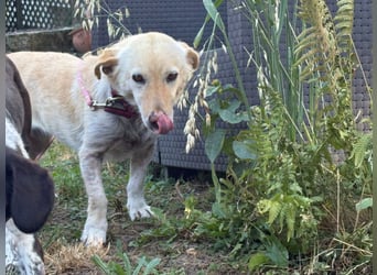 Ruhige Hündin Molly sucht ein zu Hause
