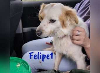 Felipe1 10/2021 (ESP) - harmonischer und unkomplizierter, kleiner Bretonen-Mix!