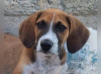 Bracken-Mix ♥Sky♥ lieb + abenteuerlustig