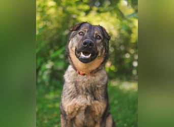 Freundlicher Tobi mit besonderen Ohren sucht sein Glück