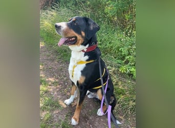 Harry Potter, Großer Schweizer Sennenhund, geb. 2022, Schweizer-Fans gesucht