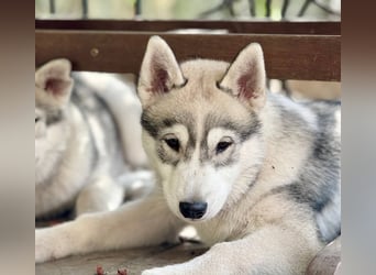 Not just a siberian husky boy - a soulmate on four paws