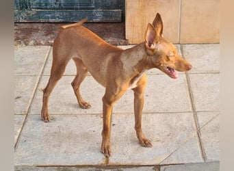 Charmante LOVANI-sehr sozial, liebt Mensch und Hund und wartet sehnsüchtig auf ihr schönes Zuhause