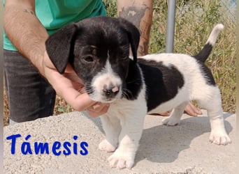 Támesis  geb. 03/2025 (ESP) - aufgeweckter Labrador-Mix Welpe!