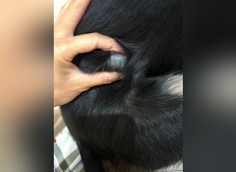 Freya – junge Border-Collie-Dame mit großem Herzen