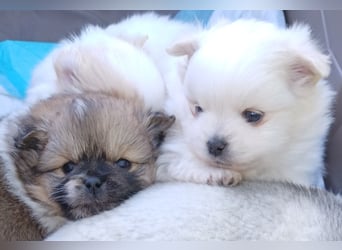 Zauberhafte Pomchi Rüden