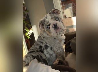 Willi u.Agnes, English Englische Bulldogge, reinrassig, Papiere, Ahnentafel, Gesundheitszeugnis lieb