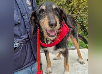 Zoe - ein sanftmütiger Schatz für Menschen mit Zeit und Zuneigung