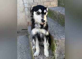 Schnauzer-Mix ♥Milo♥ ein aktiver, absoluter Herzens-Hund