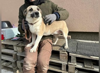 Izisz, geb. 05.01.2023, 42 cm, sucht ihre Familie