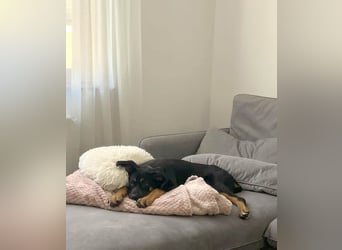 Hübscher Nadir sucht liebe Familie