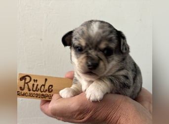 Chihuahua Welpen ab 22.08 abzugeben