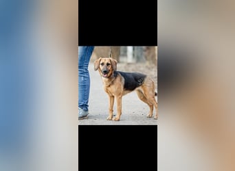 Manja - sanfte Hundeseele sucht liebevolle Familie zum Ankommen!
