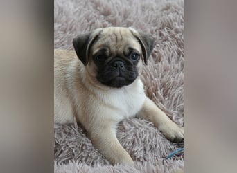 Mops 2.0 Welpen, Rüde, 13 Wochen, Ahnentafel CfdM / VDH / FCI