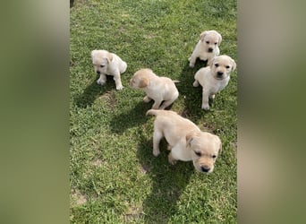 Labrador Welpen