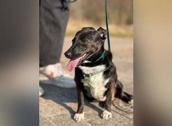 Bella / Lilly kleiner Mischling Hündin Junghund sucht Zuhause für immer