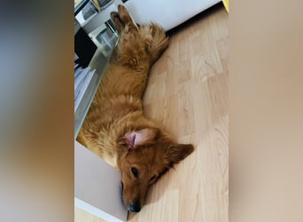 Buffy braucht ein fröhliches Zuhause