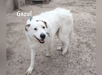 Gazul 06/2019 (ESP) - charismatischer und sozialer Boxer-Herdenschutz Mix!