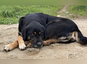 Speedy, geb. ca. 04/2018, lebt in GRIECHENLAND, auf einem Gelände, auf dem die Hunde notdürftig vers