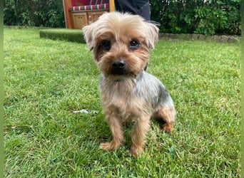 Finn, Yorkshire Terrier , geb. 2021, sie kennt noch nicht viel
