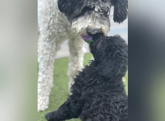 Labradoodle Ich bin der letzte aus diesem Wurf