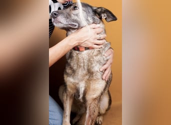 Dolly(2) - freundliche, kluge, ruhige Schäferhund Mix Hündin / z.Zt. noch in Rumänien
