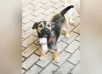 Benito, Terriermischling, geb. 2023, netter Terrier sucht Zuhause