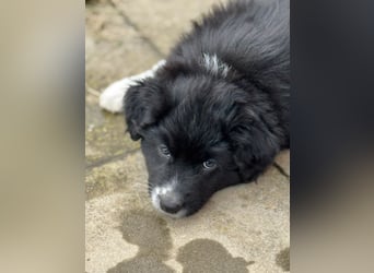 Australian Shepherd Welpen in  Black Bi