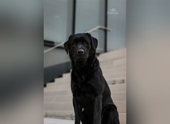 26-fach freier Labrador Retriever Deckrüde / GRSK / DOK / Stud dog /